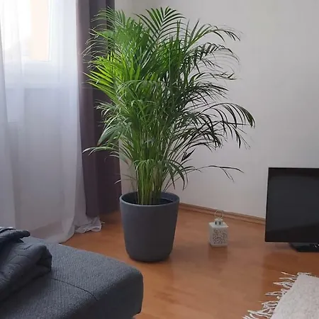 Magnolia Apartman *